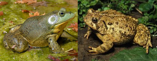 An American bullfrog (left) and a toad frog 
