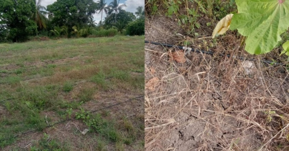 ‘We wake up to dry pipes’: Farmer pleads for water