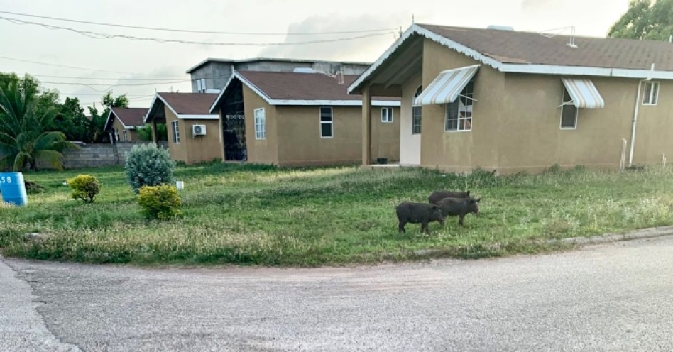 A piggy situation in New Harbour Village II