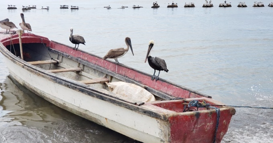 More Haitians held after landing along coast of Old Harbour Bay 