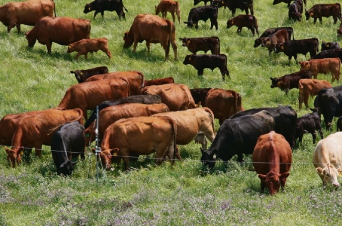 Jamaica dairy sector gets major boost with 400 pregnant heifers