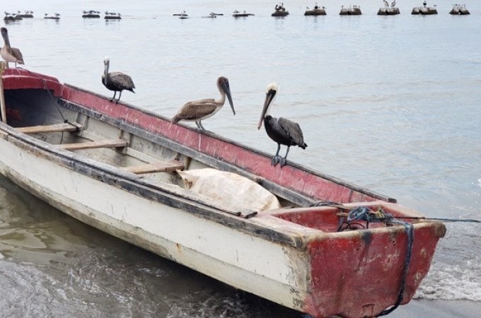 More Haitians held after landing along coast of Old Harbour Bay 