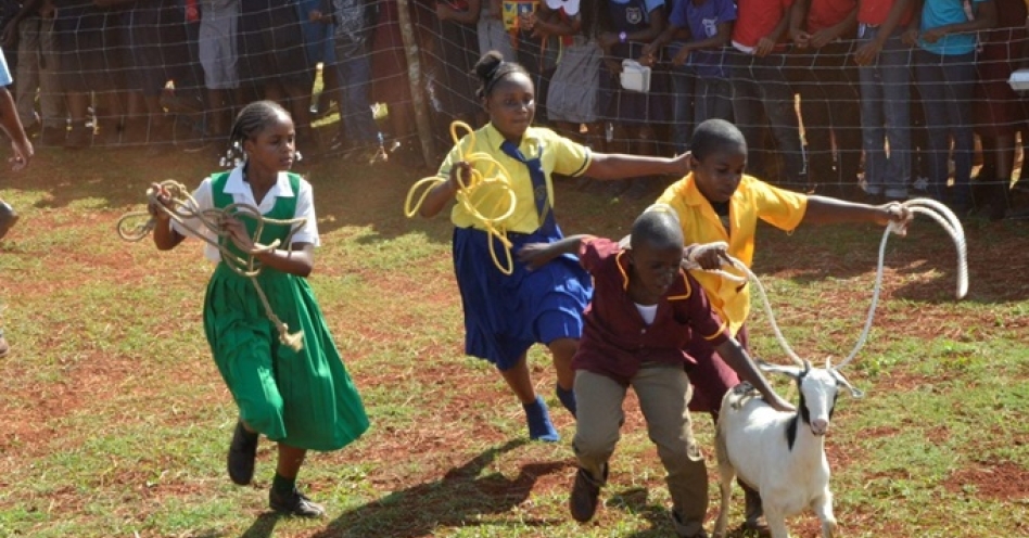 Primary school students engage in a goat scramble during the 20th staging of the Minard Livestock Show and Beef Festival on November 14 in Brown’s Town, St. Ann. (JIS Photo)