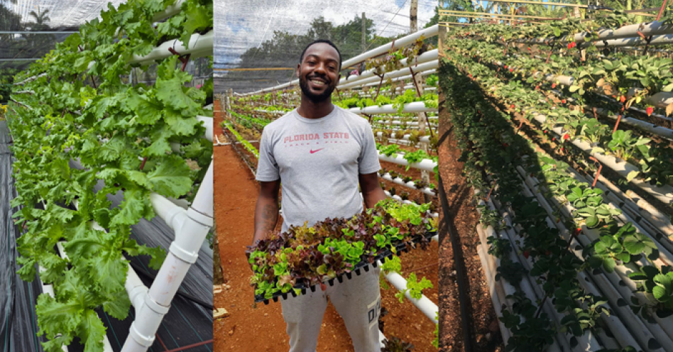 Olympian turn agriculturalist Ricardo Chambers on his farm.